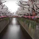 Fioritura ciliegi a Tokyo