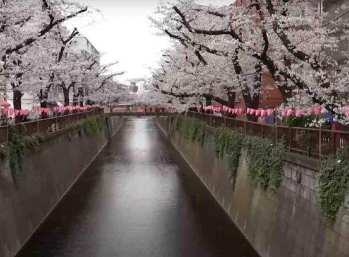 Fioritura ciliegi a Tokyo