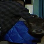 Un piccolo bufalo domestico