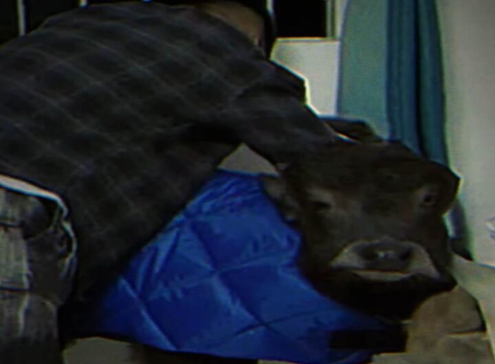 Un piccolo bufalo domestico