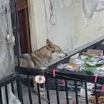 Cane lupo abbandonato tra i rifiuti su una terrazza