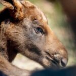 Primo piano di un alce