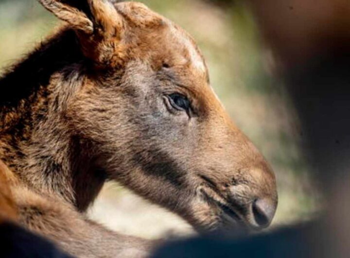 Primo piano di un alce