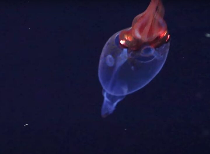 Il video di un calamaro colossale nel suo ambiente naturale