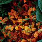 Si chiama H3N2 ed è un nuovo e pericoloso ceppo di influenza: sintomi e come prevenire l’epidemia Nella foto: Virus, una rappresentazione 3D