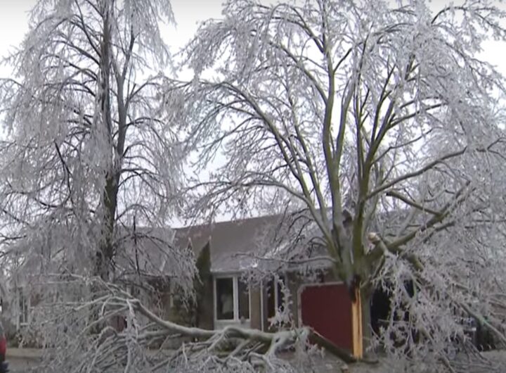 Alberi ghiacciati in Ontario