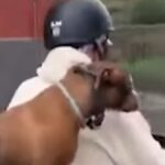 cane in moto a napoli