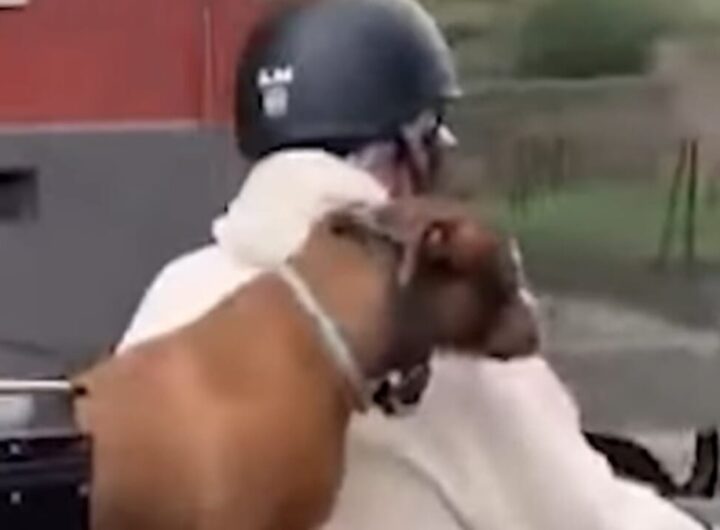 cane in moto a napoli