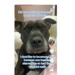 cane torturato tik tok