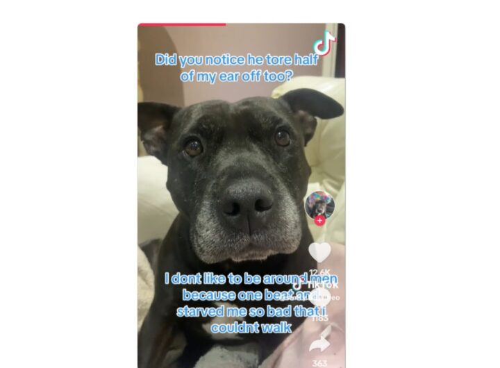 cane torturato tik tok