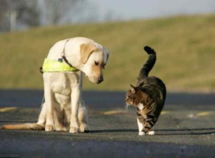 cane e gatto