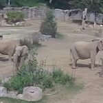 elefanti si proteggono a vicenda durante il terremoto