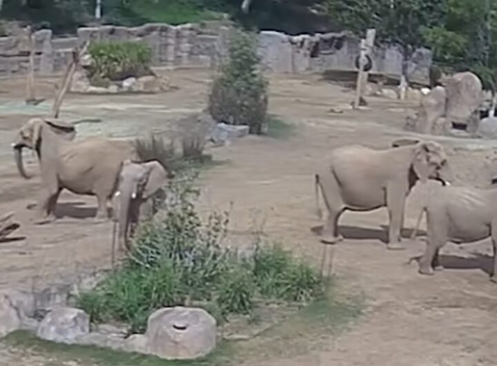 elefanti si proteggono a vicenda durante il terremoto