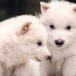 cuccioli di metalupo