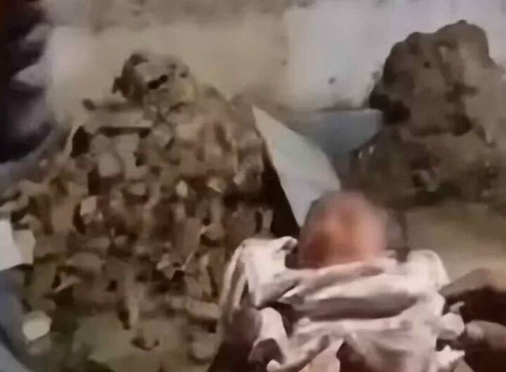 Neonata ritrovata Brasile