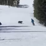orso su pista sci