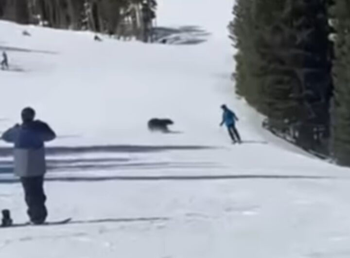 orso su pista sci
