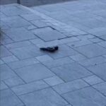 pistola calibro 7 e 65