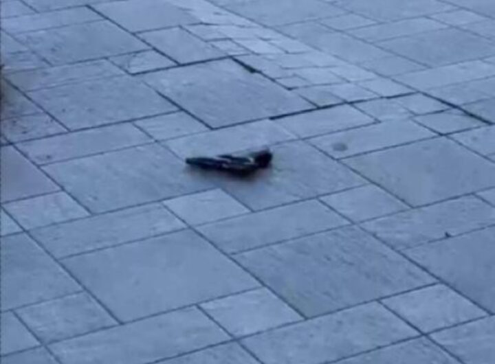 pistola calibro 7 e 65