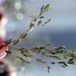 ramoscello d'ulivo