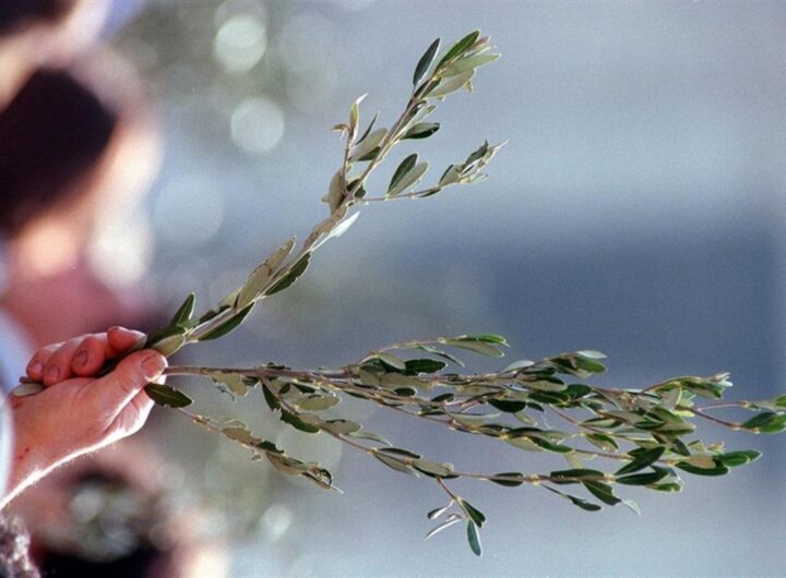 ramoscello d'ulivo