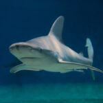 Gli squali parlano? Alla scoperta dei clic dei rig nei mari della Nuova Zelanda