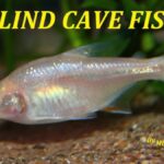 pesce cieco delle caverne