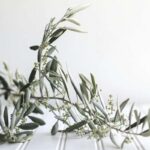 un ramo di ulivo