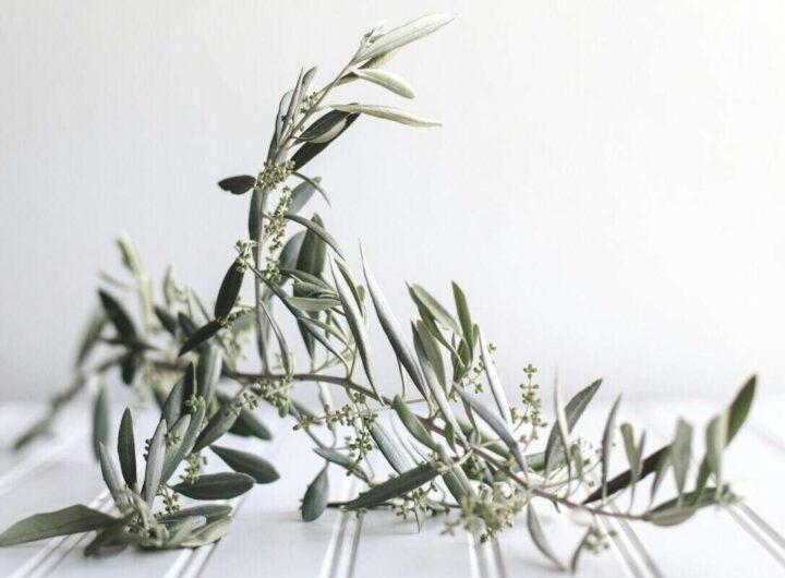 un ramo di ulivo