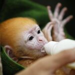 Un cucciolo di scimmia