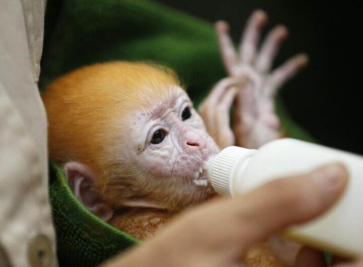 Un cucciolo di scimmia