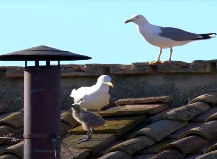 gabbiano durante la fumata bianca