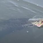 Pesce testa di serpente in acqua