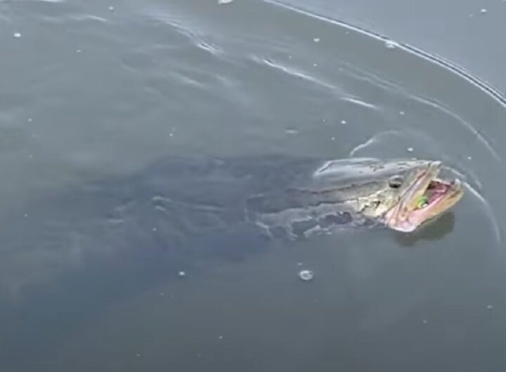 Pesce testa di serpente in acqua