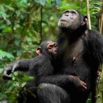 Due scimpanzé, madre e figlio