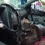 procione domestico con metanfetamina