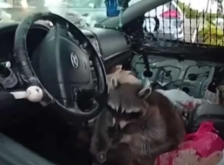 procione domestico con metanfetamina