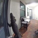 alligatore bussa alla porta