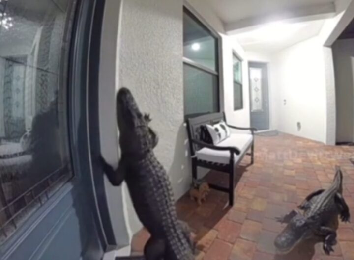 alligatore bussa alla porta