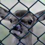 reati contro gli animali