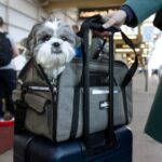 cane pronto a salire sull'aereo