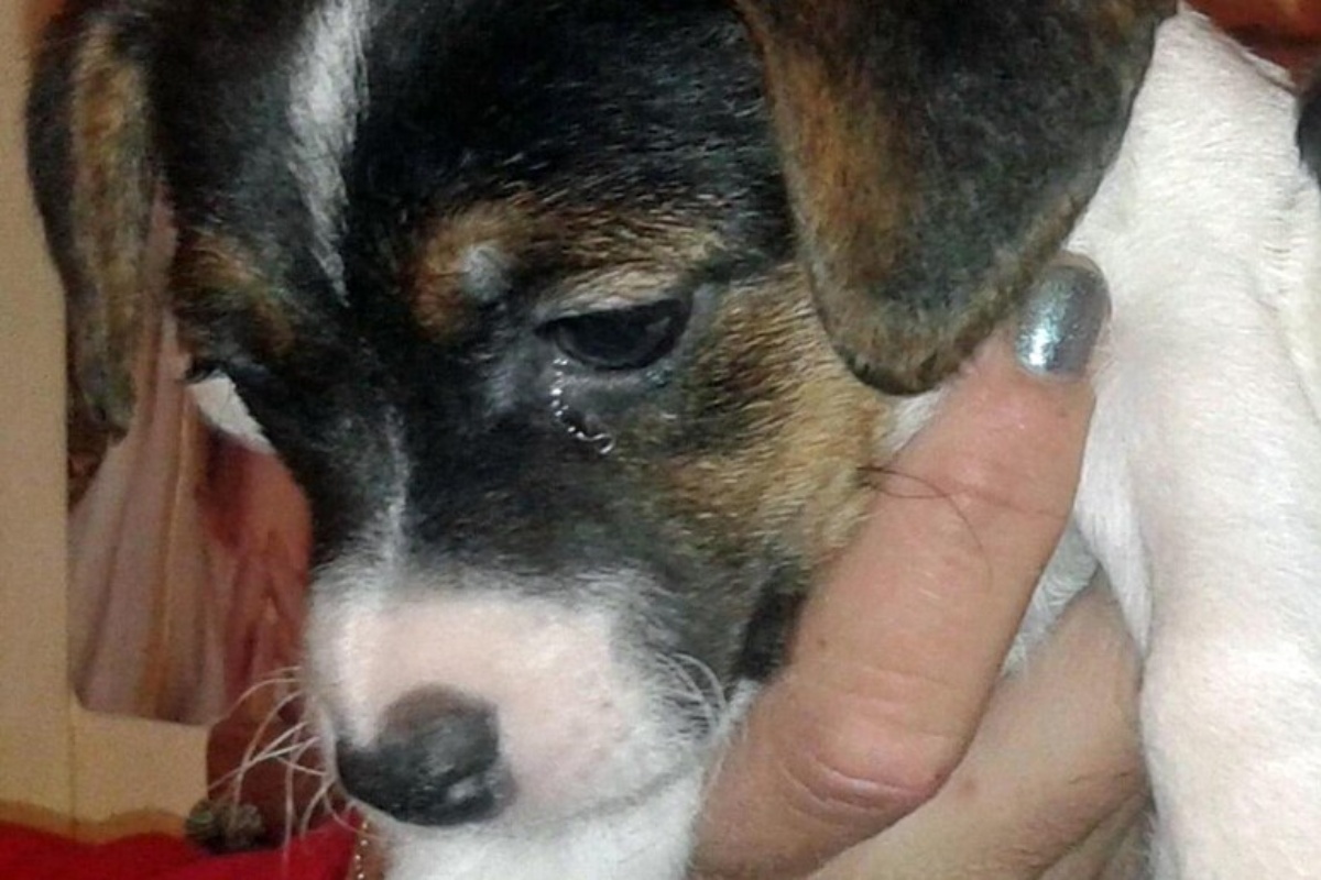 Getta la benzina sul cane poi gli dà fuoco per eliminare i parassiti e lo riduce in fin di vita