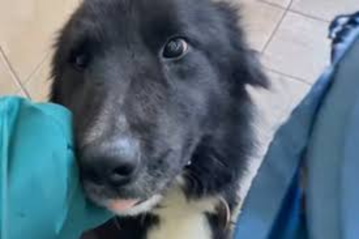 Prova ad adottare un cane che aveva trovato ma l’animale fugge e morde una bambina di 5 anni