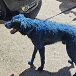 cane napoli dipinto blu