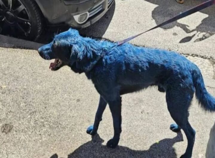 cane napoli dipinto blu