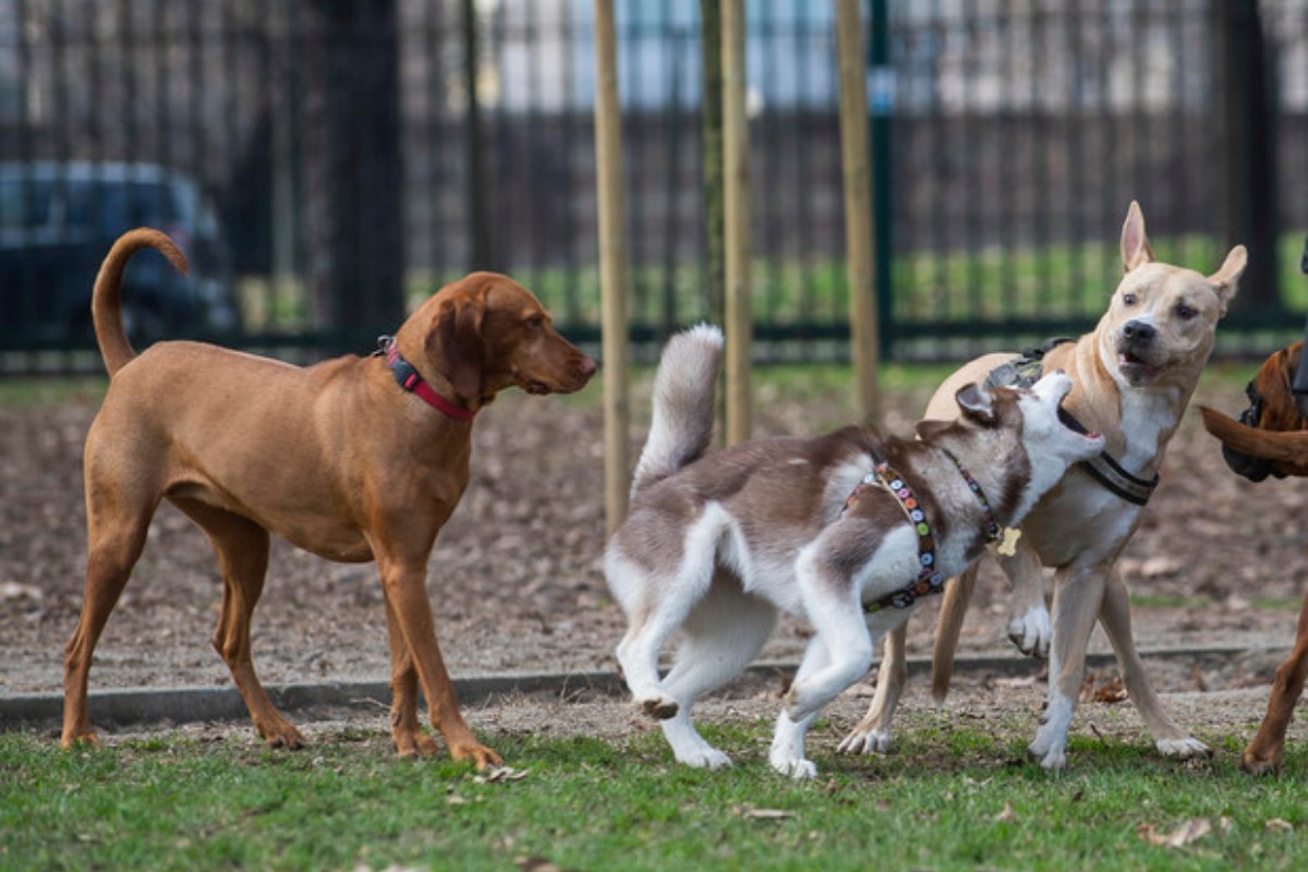 Arriva il patentino per i cani, sarà obbligatorio per 27 razze “problematiche”