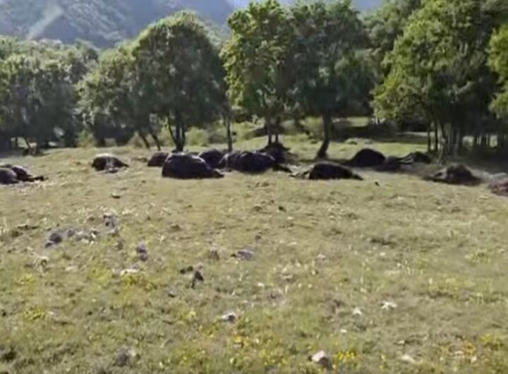 33 cavalli uccisi da una tempesta di fulmini a Casalattico