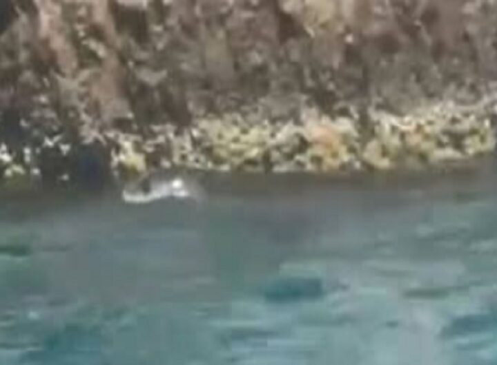 La foca monaca avvistata a Capri