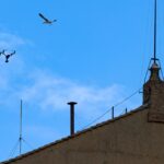gabbiano attacca drone