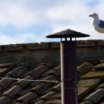 Il gabbiano ruba la scena al comignolo della Cappella Sistina